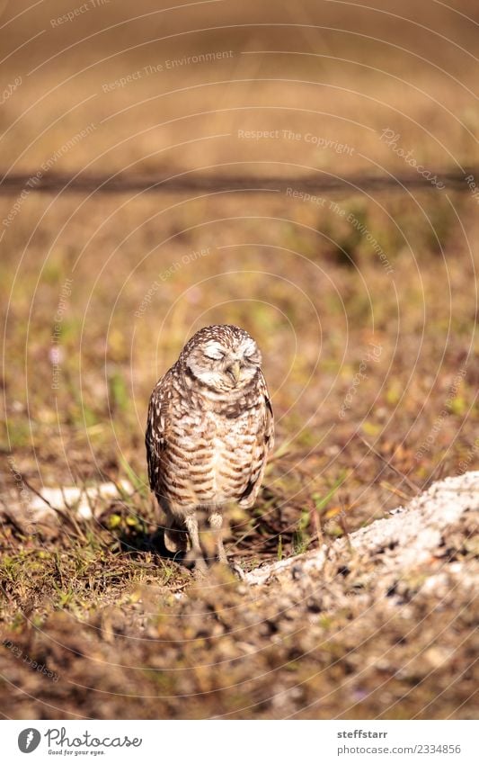 Burrowing owl Athene cunicularia Grass Meadow Animal Wild animal Bird Animal face 1 Sleep Brown Owl Bird of prey raptor Marco Island Florida bright eyes