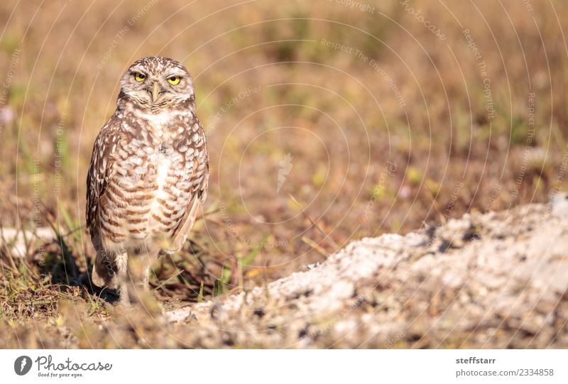 Burrowing owl Athene cunicularia Grass Meadow Animal Farm animal Bird 1 Brown Yellow Gold Owl Bird of prey raptor Marco Island Florida bright eyes yellow eyes