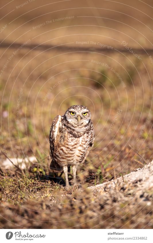 Burrowing owl Athene cunicularia Grass Meadow Bird Brown Yellow Gold Owl Bird of prey raptor Marco Island Florida bright eyes yellow eyes Neon yellow Feather