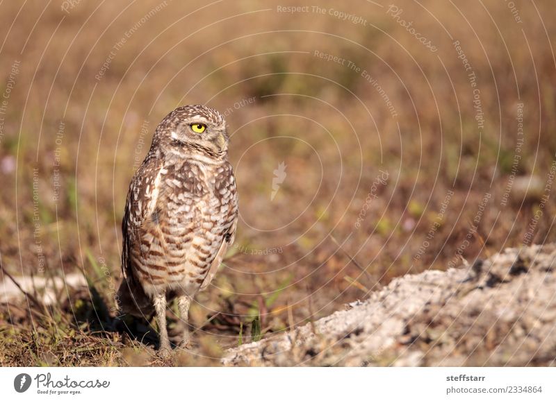 Burrowing owl Athene cunicularia Animal Wild animal Bird Animal face 1 Brown Yellow Gold Owl Bird of prey raptor Marco Island Florida bright eyes yellow eyes