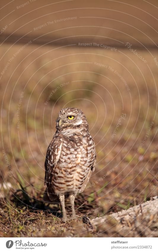 Burrowing owl Athene cunicularia perched Meadow Animal Wild animal Bird 1 Brown Yellow Threat Mysterious Owl Bird of prey raptor Marco Island Florida