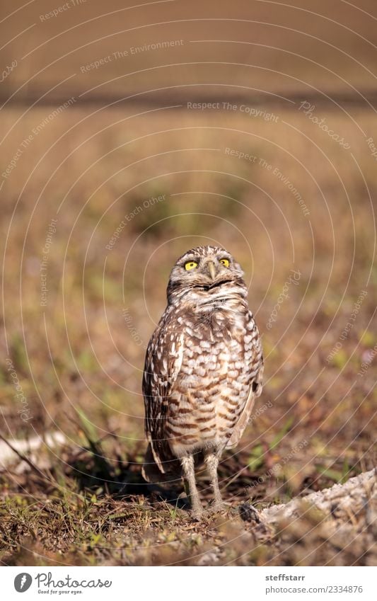 Burrowing owl Athene cunicularia Grass Meadow Animal Wild animal Bird 1 Brown Yellow Gold Owl Bird of prey raptor Marco Island Florida bright eyes yellow eyes