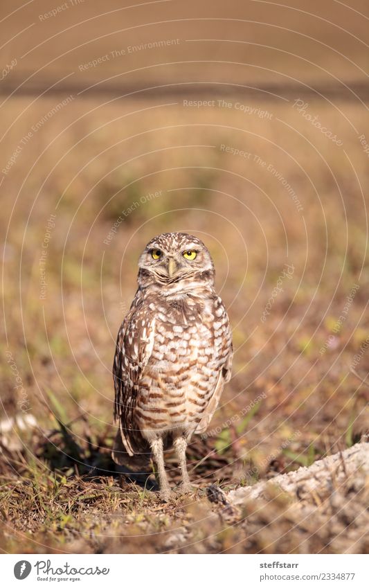 Burrowing owl Athene cunicularia Grass Meadow Animal Wild animal Bird Animal face 1 Brown Yellow Gold Owl Bird of prey raptor Marco Island Florida bright eyes