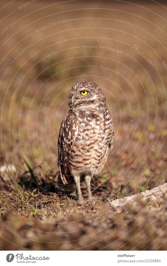 Burrowing owl Athene cunicularia Grass Meadow Animal Wild animal Bird 1 Brown Yellow Gold Owl Bird of prey raptor Marco Island Florida bright eyes yellow eyes