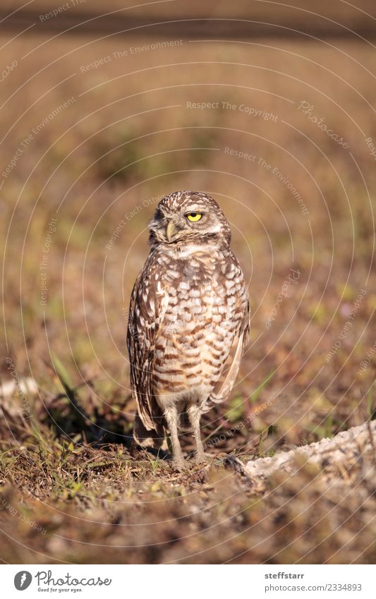 Burrowing owl Athene cunicularia Grass Meadow Animal Wild animal Bird 1 Brown Yellow Gold Owl Bird of prey raptor Marco Island Florida bright eyes yellow eyes