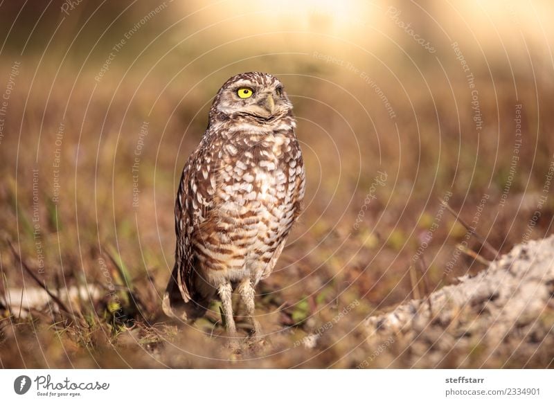 Burrowing owl Athene cunicularia Nature Animal Grass Park Meadow Wild animal Bird 1 Brown Yellow Gold Owl Bird of prey raptor Marco Island Florida bright eyes