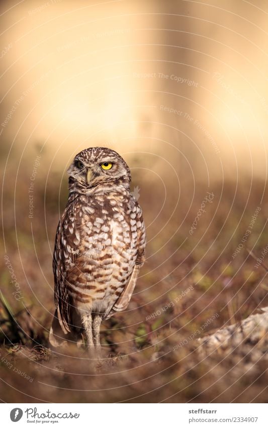 Burrowing owl Athene cunicularia Grass Field Animal Wild animal Bird Animal face 1 Brown Yellow Gold Owl Bird of prey raptor Marco Island Florida bright eyes