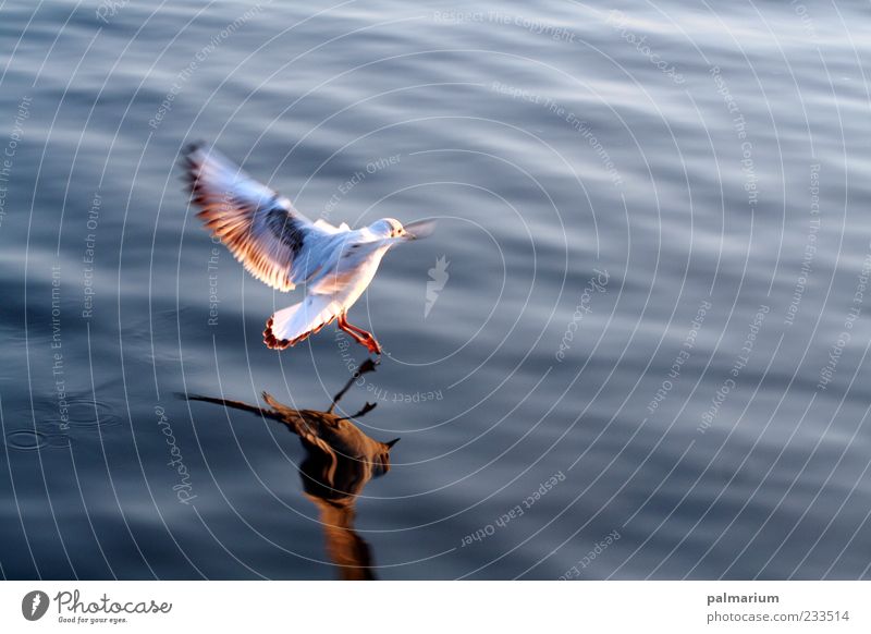 I want to fly! Nature Animal Water Summer Beautiful weather Lake Bird Wing 1 Flying Esthetic Free Natural Enthusiasm Trust Safety Love of animals Loneliness