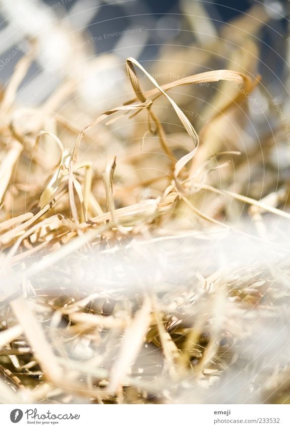 Easter nest: empty Straw Nest Dry Colour photo Exterior shot Pattern Structures and shapes Day Sunlight Shallow depth of field Deserted Detail Close-up Blur