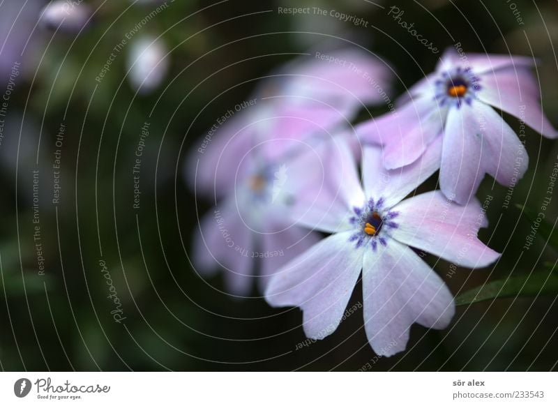 mauve Plant Spring Flower Blossom Fragrance Beautiful Violet Spring fever Colour photo Exterior shot Close-up Detail Macro (Extreme close-up) Deserted