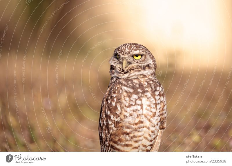 Burrowing owl Athene cunicularia Grass Field Animal Wild animal Bird Animal face 1 Brown Owl Bird of prey raptor Marco Island Florida bright eyes yellow eyes