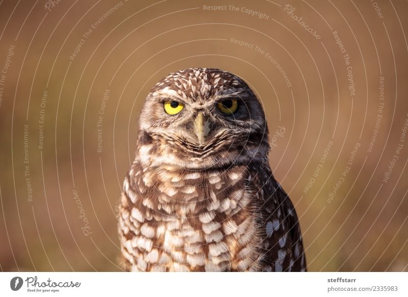 Burrowing owl Athene cunicularia Grass Field Animal Wild animal Bird Animal face 1 Brown Yellow Gold Owl Bird of prey raptor Marco Island Florida bright eyes