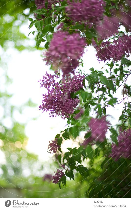 Again Lilac Environment Nature Plant Spring Esthetic Violet Colour photo Exterior shot Deserted Day Light Back-light Shallow depth of field Blur Copy Space left