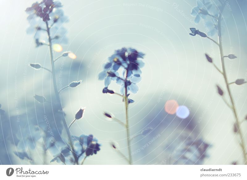 dream Nature Plant Spring Beautiful weather Flower Blossom Forget-me-not Garden Blue Dream Pastel tone Lens flare Blur Fog Subdued colour Detail Deserted Day