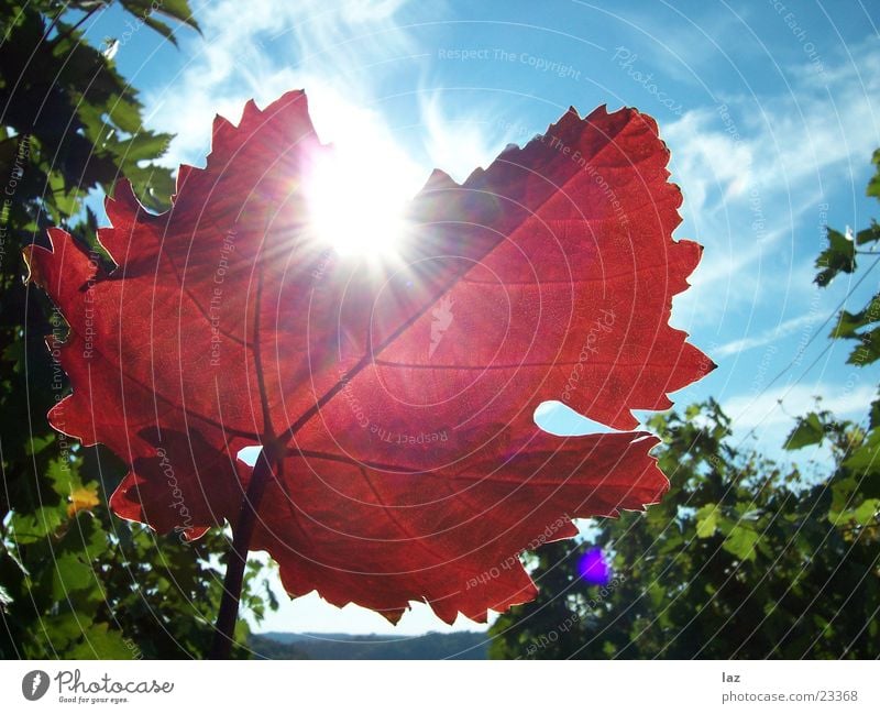 vine leaf Vine leaf Autumn Vineyard Clouds Red Photosynthesis Leaf Vine tendril Angiosperm Rosopsida Life Liana Grape juice Vinegar Brandy Maple tree