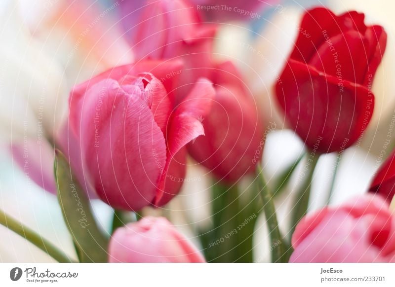 my last flower picture... Nature Plant Flower Leaf Kitsch Beautiful Bouquet Tulip Tulip blossom Summery Summerflower Decoration Colour photo Close-up Detail