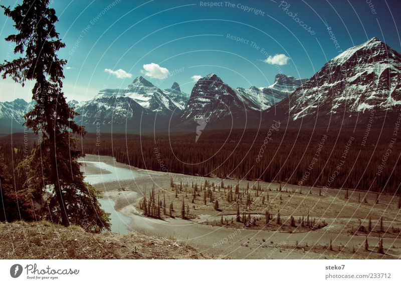 Canadian blue Mountain Landscape Sky Snowcapped peak River bank To dry up Idyll Nature Far-off places Canada Icefield parkway Riverbed Pine Beautiful weather