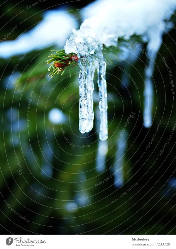 bygone days Nature Drops of water Winter Ice Frost Plant Tree Icicle Firm Fluid Fresh Glittering Cold Wet Natural Blue Brown Green White Motionless Frozen