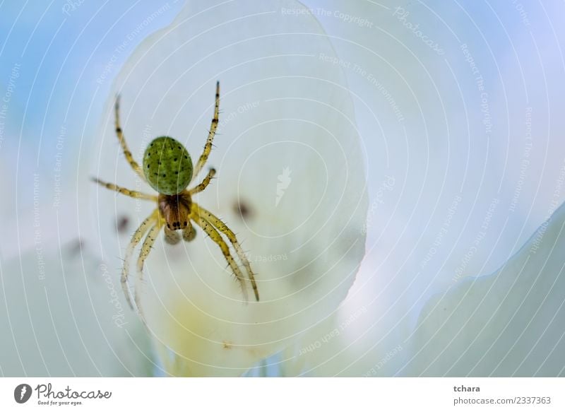 Small green spider Garden Internet Nature Animal Tree Flower Spider Stand Dark Natural Wild Green White Fear Colour background cross arachnid araneus