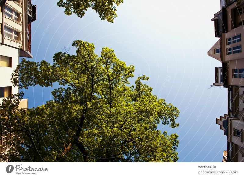 Friedenau Plant Sky Cloudless sky Spring Climate Climate change Weather Beautiful weather Tree Capital city House (Residential Structure) Manmade structures