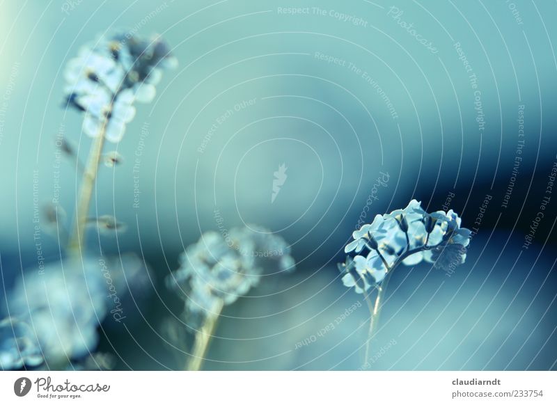 into the blue Nature Plant Spring Flower Forget-me-not Beautiful Blue Color gradient Colour tone Blossom Delicate Blur Ultramarine blue Colour photo Detail