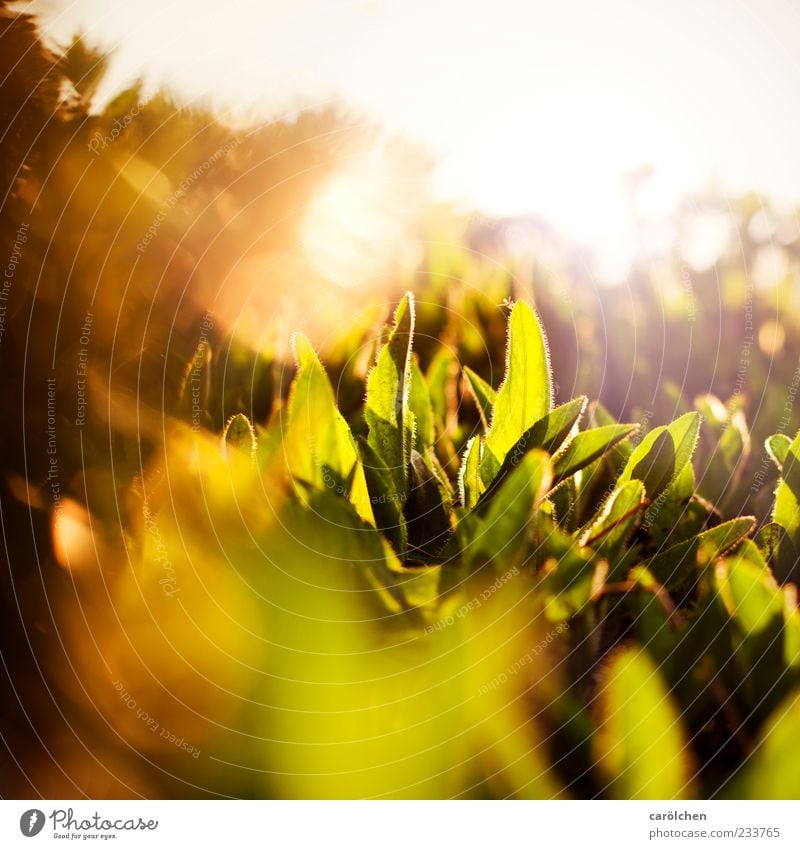 golden Nature Plant Leaf Foliage plant Yellow Gold Green Light Colour photo Multicoloured Exterior shot Detail Evening Reflection Light (Natural Phenomenon)