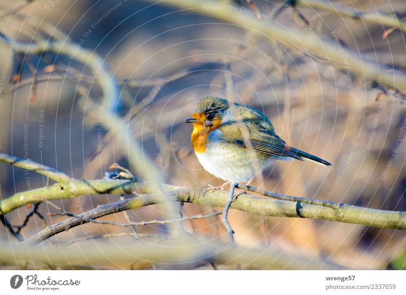 Robin sitting in a leafless bush Winter Garden Park Forest Animal Wild animal Bird Robin redbreast 1 Brown Gray Red Songbirds Bushes Leafless Branchage