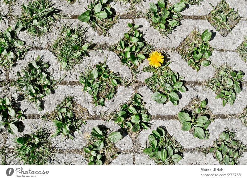 street flower Plant Flower Dandelion Yellow Gray Green Tolerant Colour photo Exterior shot Deserted Copy Space left Copy Space bottom Day Contrast Sunlight