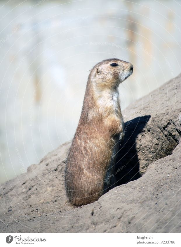 marmot Marmot 1 Animal Brown Gray Watchfulness Colour photo Subdued colour Exterior shot Copy Space left Copy Space top Shallow depth of field Full-length