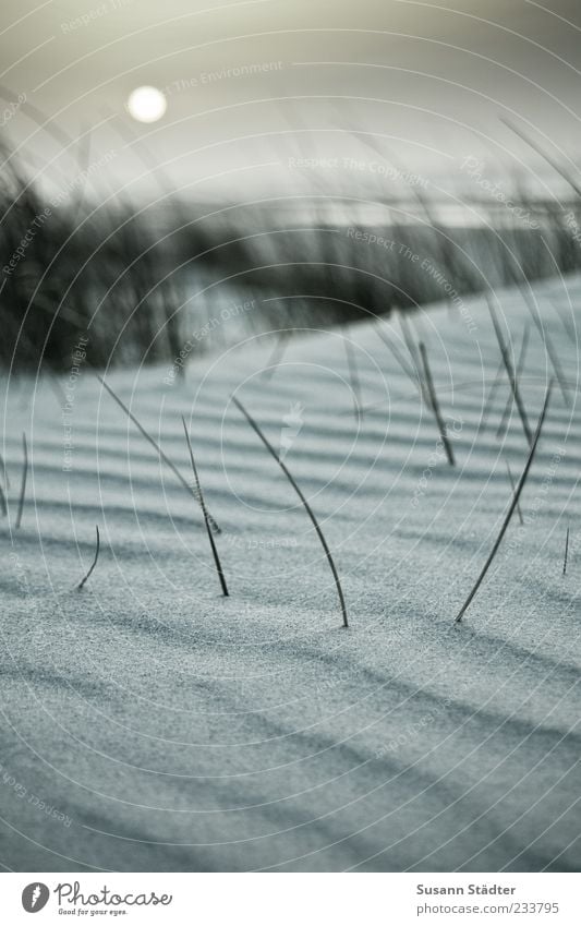 Spiekeroog. Good night. Grass Wild plant Coast Beach North Sea Ocean Dune Marram grass Beach dune Glittering Sunset Exterior shot Close-up Detail