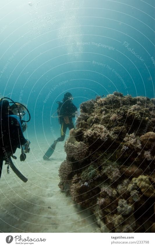 RITUS Ritual Dive Diver Reef Coral Mauritius Nature Natural Vacation & Travel Under Water Ocean Underwater photo Man Blue Idyll Calm Tourism Travel photography