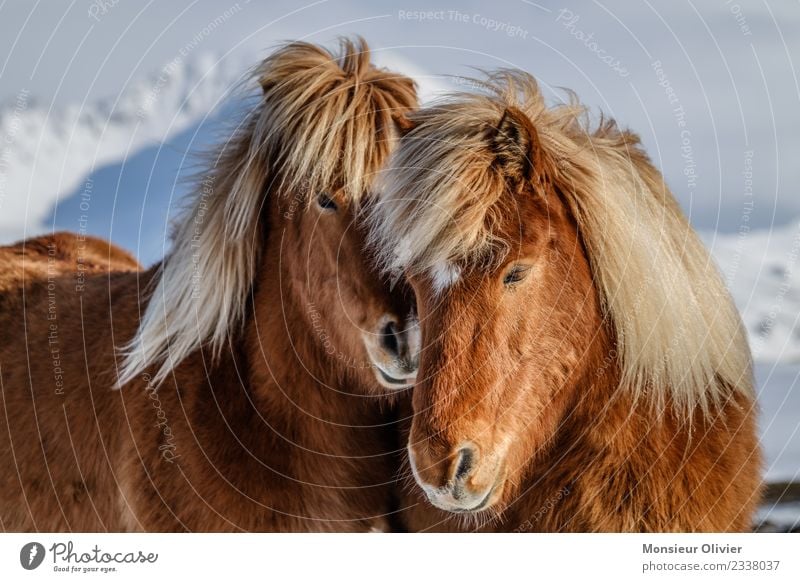 Iceland Ponies Horse Pony Iceland Pony 2 Animal Brown White Animal portrait Colour photo Exterior shot Day Cuddling Love Beautiful