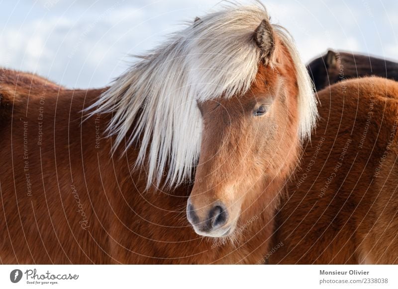 Iceland pony Horse Pony Iceland Pony 1 Animal Brown White Portrait photograph Colour photo Exterior shot Day Animal portrait