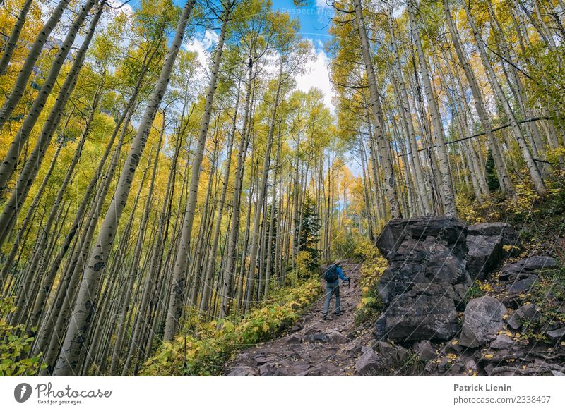 Aspen forest in autumn Wellness Harmonious Well-being Contentment Senses Calm Meditation Vacation & Travel Tourism Trip Adventure Far-off places Freedom