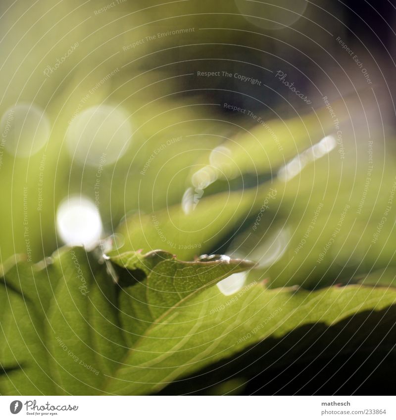 Caterpillar paradise (free lensing) Nature Plant Ivy Leaf Juicy Green Rachis Colour photo Exterior shot Experimental Deserted Day Light Reflection Sunlight