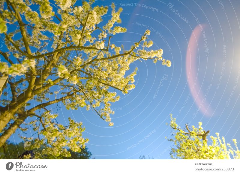 Cherry blossom at night Garden Nature Plant Sky Night sky Spring Climate Tree Blossom Blossoming Branch Cherry tree Twig Lens flare Colour photo Multicoloured