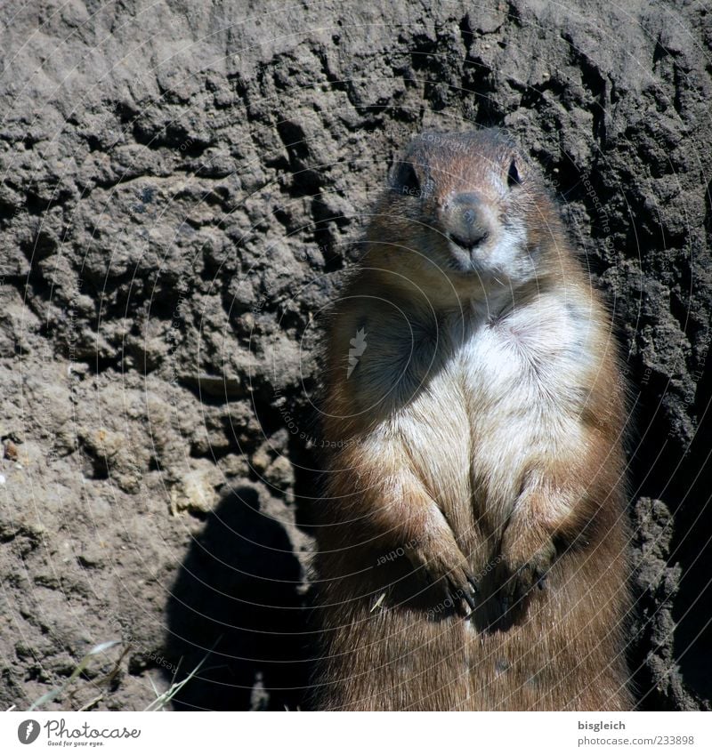 oops Animal face Pelt Paw Zoo Marmot 1 Curiosity Cute Brown Attentive Watchfulness Colour photo Subdued colour Exterior shot Deserted Copy Space left