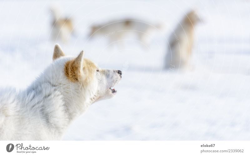 Sled dog in Greenland Animal Pet Farm animal Dog 1 Group of animals Feeding Hunting Fight Communicate Brown White Colour photo Subdued colour Exterior shot