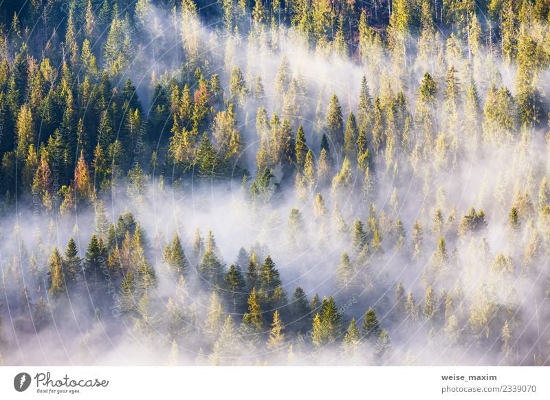 Coniferous forest in fog, Misty pine woodland. Morning fog Design Beautiful Vacation & Travel Trip Adventure Far-off places Summer Mountain Decoration Wallpaper