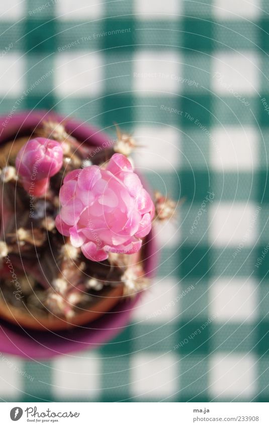 unexpected emergence Plant Cactus Blossom Pot plant Small Round Thorny Brown Green Pink White Colour photo Multicoloured Interior shot Close-up Deserted