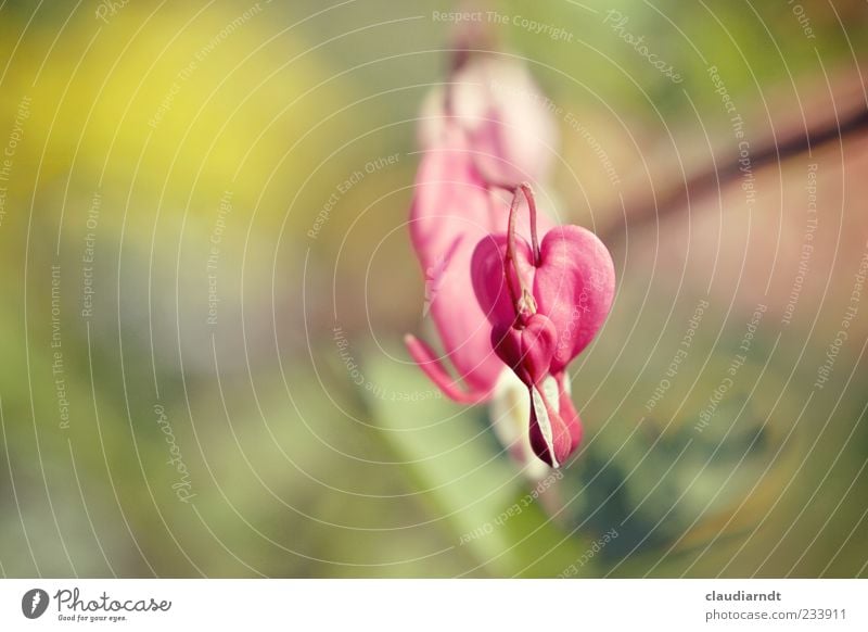 *drop* Nature Plant Flower Blossom Bleeding heart Heart Beautiful Pink Blur Colour photo Close-up Detail Deserted Copy Space left Day Sunlight