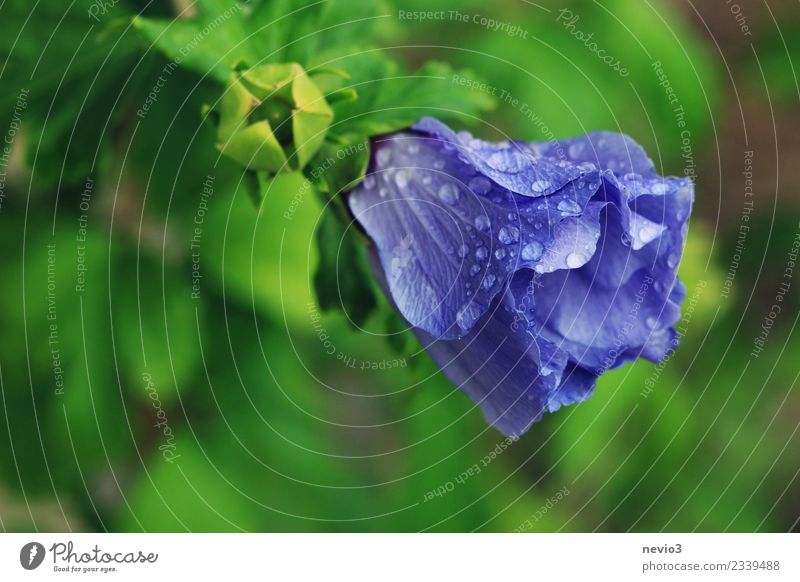 Blue flower covered with drops of water Environment Nature Plant Water Drops of water Spring Summer Climate Weather Bad weather Flower Bushes Leaf Blossom