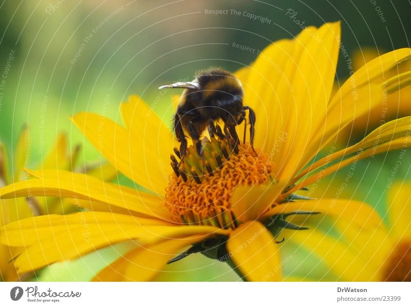 Bumblebee on blossom Bumble bee Bee Blossom Macro (Extreme close-up) Stamen Insect Flower Honey Nectar