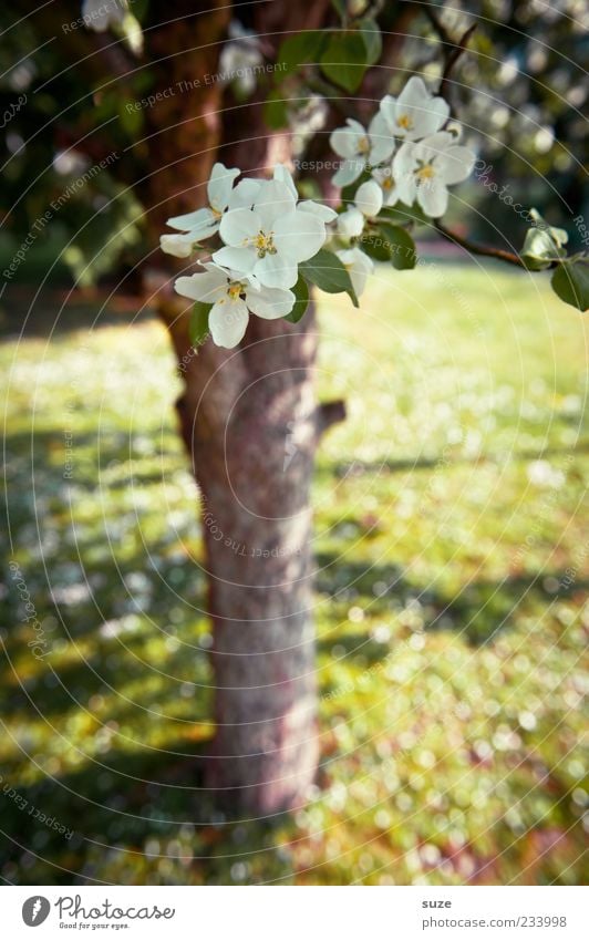 apple blossom Environment Nature Landscape Plant Spring Beautiful weather Tree Flower Grass Blossom Foliage plant Agricultural crop Garden Meadow Blossoming