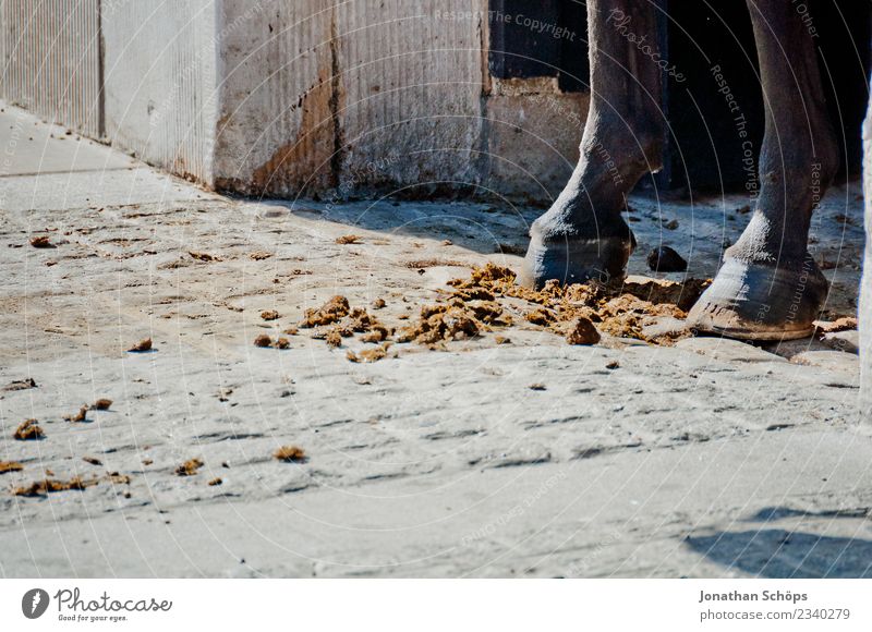 A horse stands in its own shit Animal Horse 3 Group of animals Herd Esthetic Ride Equestrian sports Horse's gait Horse-drawn carriage Horseshoe Hoof