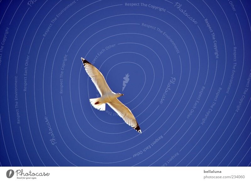 Spiekeroog | Gliding flight Nature Sky Cloudless sky Beautiful weather Coast Animal Wild animal Bird 1 Flying Colour photo Multicoloured Exterior shot