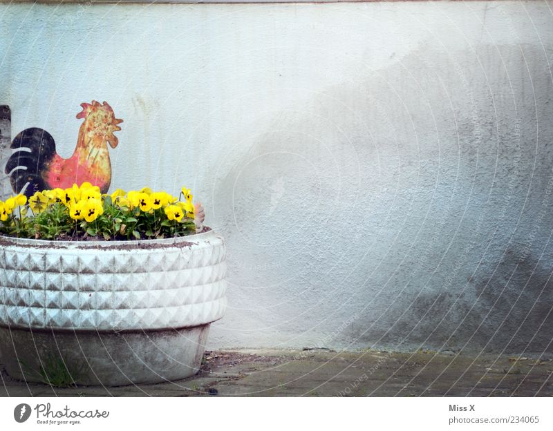 Cockerel Decoration Spring Summer Plant Flower Blossom Kitsch Multicoloured Rooster Pansy Flowerpot Wall (building) Figure Colour photo Exterior shot Deserted