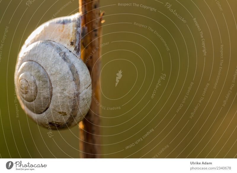 Snail shell on stick ;-) Nature Animal Spring Summer Autumn Meadow Field Insect 1 To hold on Natural Warmth Love of animals Colour photo Exterior shot Close-up