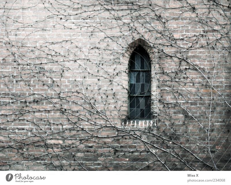 little window Autumn Plant Church Dome Castle Ruin Manmade structures Building Wall (barrier) Wall (building) Window To dry up Growth Old Cold Gloomy Dry Grief