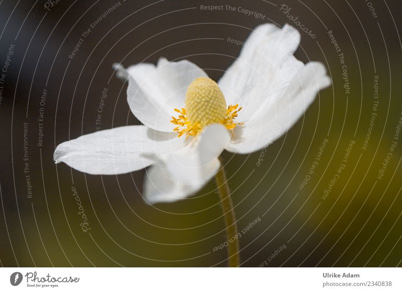 White flower - Anemone Elegant Life Harmonious Calm Decoration Image Wallpaper Birthday Baptism Nature Plant Spring Summer Autumn Flower Blossom Garden Park